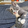 kitten, cat, grey_cat, white_paws, pink_tongue, blanket, couch, indoor, home, relaxed, feline, pet, curious, fur, whiskers, soft_texture, cozy, domestic, animal, resting