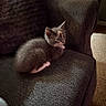 kitten, cat, feline, pet, animal, couch, furniture, indoor, cozy, curious, small, fur, texture, soft, resting, cute, domestic, young, whiskers, ears
