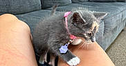 Suki is registered to the contest to win money with this photo: kitten, cat, pet, pink_collar, purple_tag, person, lap, red_shorts, gray_couch, living_room, carpet, furniture, indoor, curious, small_animal, whiskers, paw, home, cute, young_animal