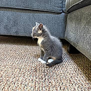 Suki is registered to the contest to win money with this photo: carpet, cat, cozy, curious, cute, domestic_animal, floor, furniture, furry, gray_cat, home, indoor, kitten, pet, side_view, sitting, small_cat, sofa, white_paws, young_cat