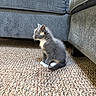 kitten, cat, gray_cat, white_paws, carpet, indoor, furniture, sofa, side_view, small_cat, pet, cute, curious, sitting, domestic_animal, cozy, young_cat, furry, floor, home
