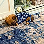 Cookie joined the competition — help win amazing prizes! puppy, dog, blue_pajamas, carpet, floor, indoor, cabinet, basket, decor, plant, sleeping, cozy, fur, small_dog, pet, cute, resting, home, patterned_rug, pajamas