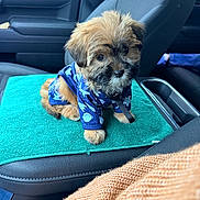 Cookie is registered to the contest to win money with this photo: puppy, dog, pet, car_interior, seat, towel, clothing, blue, cute, fluffy, young, small_dog, animal, domestic_animal, looking_up, seatbelt, center_console, window, indoor, adorable