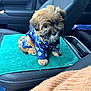 puppy, dog, pet, car_interior, seat, towel, clothing, blue, cute, fluffy, young, small_dog, animal, domestic_animal, looking_up, seatbelt, center_console, window, indoor, adorable