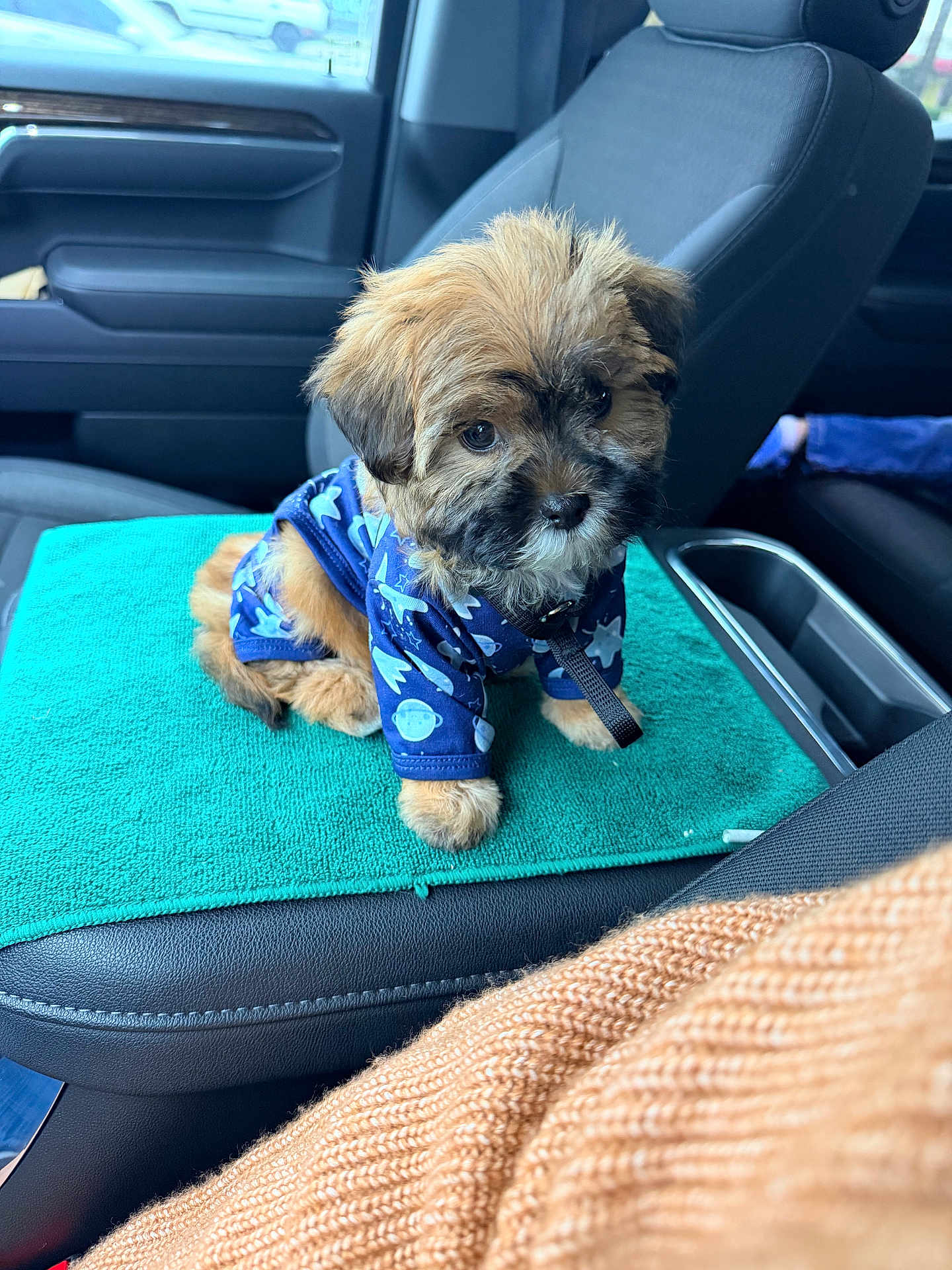Cookie is registered to the contest to win money with this photo: puppy, dog, pet, car_interior, seat, towel, clothing, blue, cute, fluffy, young, small_dog, animal, domestic_animal, looking_up, seatbelt, center_console, window, indoor, adorable