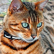 Mistigri participe au concours pour gagner de l'argent avec cette photo : cat, tabby, orange_fur, striped_fur, blue_eyes, green_eyes, whiskers, ears, nose, close_up, portrait, animal, pet, feline, outdoor, nature, sharp_focus, collar, face, tiger_like