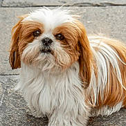 Barbouille participe au concours pour gagner de l'argent avec cette photo : dog, shih_tzu, small_dog, fluffy, long_hair, white_fur, brown_fur, pet, portrait, looking_at_camera, outdoor, pavement, stone_background, standing, adorable, cute, groomed, facial_hair, companion_animal, animal_portrait