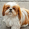 dog, shih_tzu, small_dog, fluffy, long_hair, white_fur, brown_fur, pet, portrait, looking_at_camera, outdoor, pavement, stone_background, standing, adorable, cute, groomed, facial_hair, companion_animal, animal_portrait