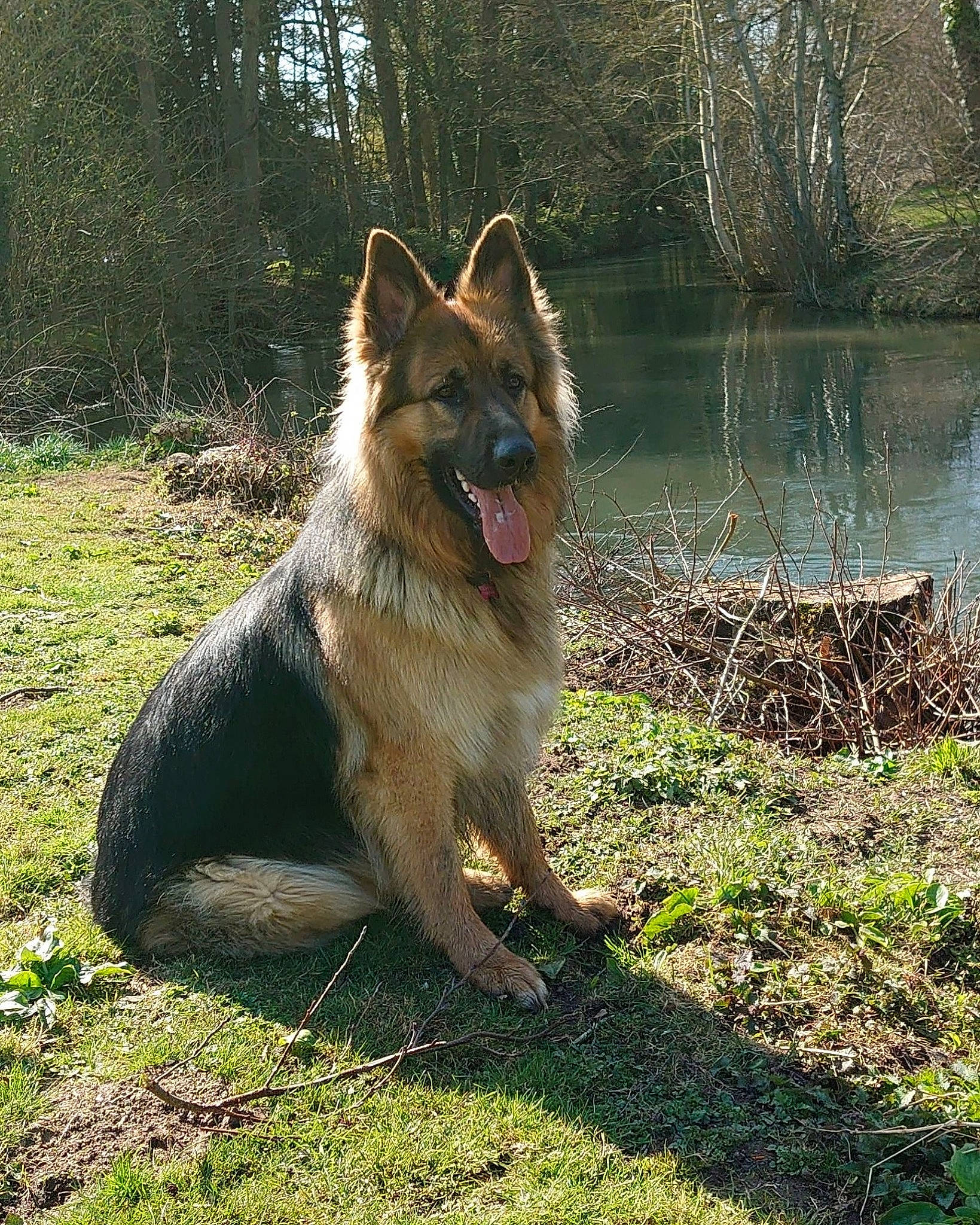 Pago a rejoint le concours — aidez-le/la à gagner de superbes lots ! carnivore, collar, companion_dog, dog, dog_breed, fang, fawn, german_shepherd_dog, herding_dog, king_shepherd, lake, old_german_shepherd_dog, plant, snout, sporting_group, tail, terrestrial_animal, tree, water, working_animal
