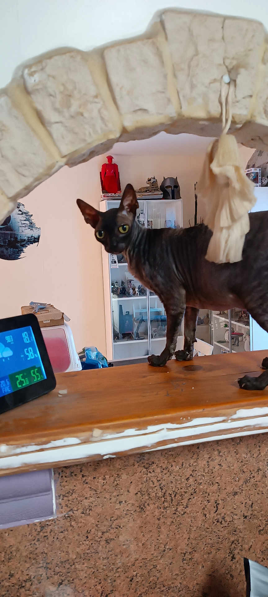 Péguy Sue participe au concours pour gagner de l'argent avec cette photo : sphynx_cat, cat, indoor, wooden_surface, stone_arch, shelf, figurines, decor, pet, animal, curious, green_eyes, furniture, collectibles, background, blurred_background, brown, black, close_up, domestic
