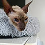 sphynx_cat, cat, blue_eyes, close_up, fluffy_cushion, resting, indoor, feline, pet, unique_ears, wrinkled_skin, white_surface, cozy, portrait, animal, curious, soft_texture, domestic_cat, mammal, closeup