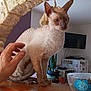 cat, cornish_rex, hand, wooden_counter, stone_arch, indoor, houseplant, television, bowl, cartoon, feline, pet, curious, ears, fur, tableware, home, interior, person_hand, domestic_animal