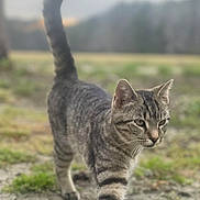 Trauma joined the competition — help win amazing prizes! cat, tabby, animal, outdoor, grass, nature, walking, fur, pet, mammal, tail, whiskers, closeup, daylight, ground, field, curious, stripes, feline, alert