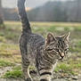 cat, tabby, animal, outdoor, grass, nature, walking, fur, pet, mammal, tail, whiskers, closeup, daylight, ground, field, curious, stripes, feline, alert