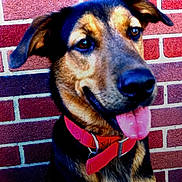 Niko joined the competition — help win amazing prizes! dog, canine, pet, red_collar, brick_wall, tongue_out, ears, closeup, portrait, animal, friendly, alert, brown_fur, black_fur, outdoor, muzzle, snout, happy, domestic_animal, companion