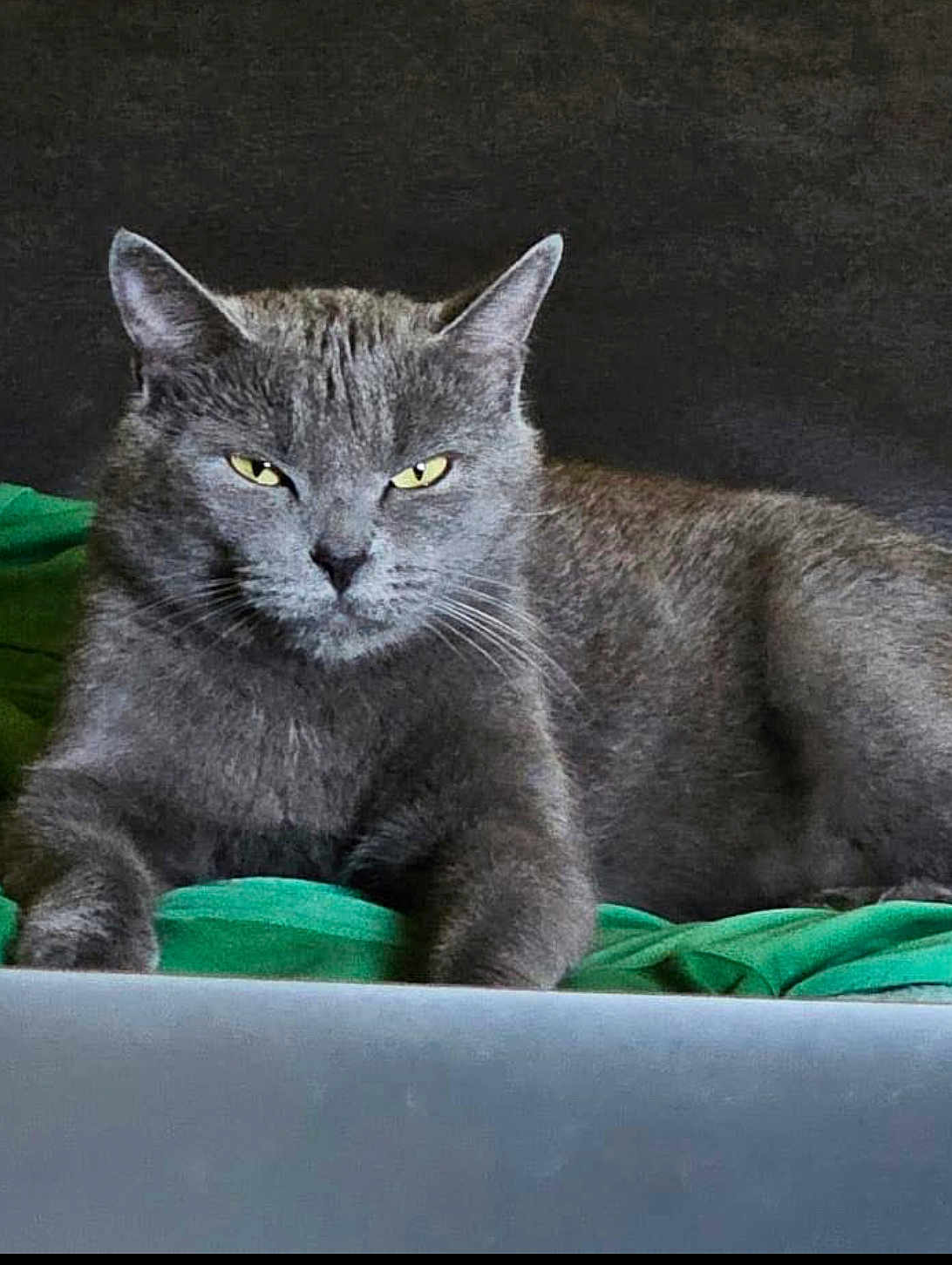 Ania participe au concours pour gagner de l'argent avec cette photo : cat, gray_cat, pet, animal, feline, lying_down, green_fabric, indoor, portrait, whiskers, ears, yellow_eyes, fur, resting, close_up, domestic_cat, cute, mammal, relaxed, alert