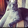 Ania a rejoint le concours — aidez-le/la à gagner de superbes lots ! cat, gray_cat, pet, feline, animal, indoor, striped_fabric, relaxed, resting, whiskers, paw, wooden_furniture, close_up, domestic_cat, cute, calm, lying_down, fur, portrait, cozy