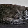 Ania participe au concours pour gagner de l'argent avec cette photo : cat, sleeping, gray_fur, curl_up, cozy, indoor, feline, resting, animal, pet, quiet, soft, fur, mammal, whiskers, tail, ears, peaceful, relaxed, home