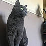 gray_cat, cat, feline, pet, animal, indoor, sitting, green_eyes, fur, whiskers, paw, shadow, wall, household, calm, profile, looking_away, domestic_cat, quiet, mammal