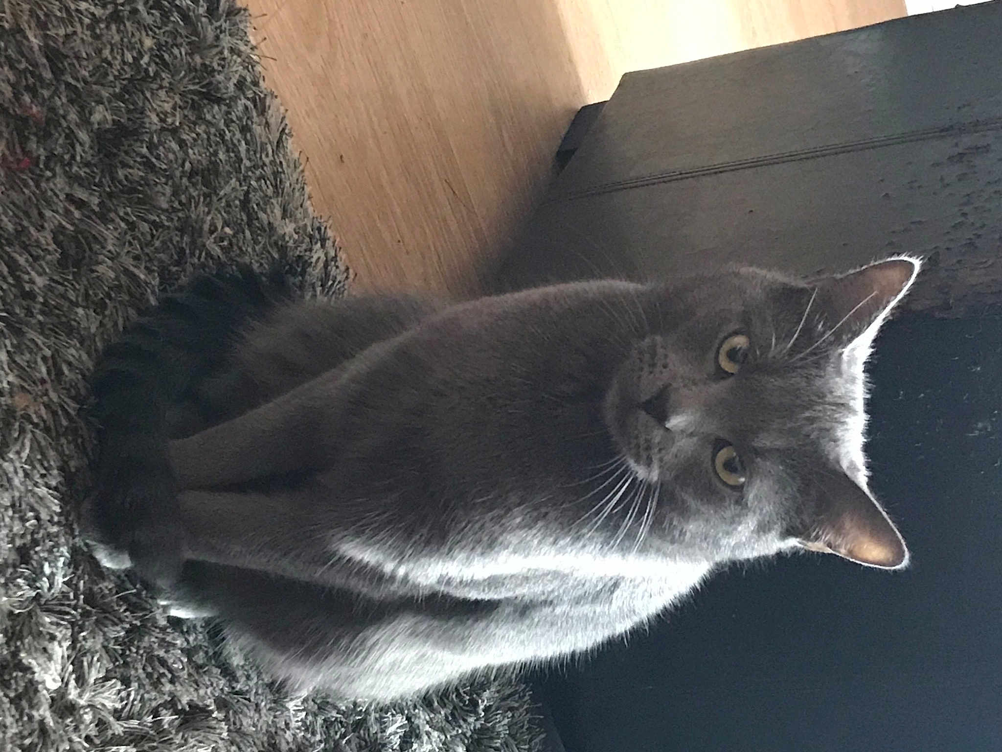 Anya