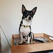 Schanel participe au concours pour gagner de l'argent avec cette photo : alert, animal, black_and_white, cable, collar, cute, dog, domestic_animal, ears_up, indoor, looking_away, pet, short_fur, side_view, sitting, small_dog, table, tray, wall, wooden_tray