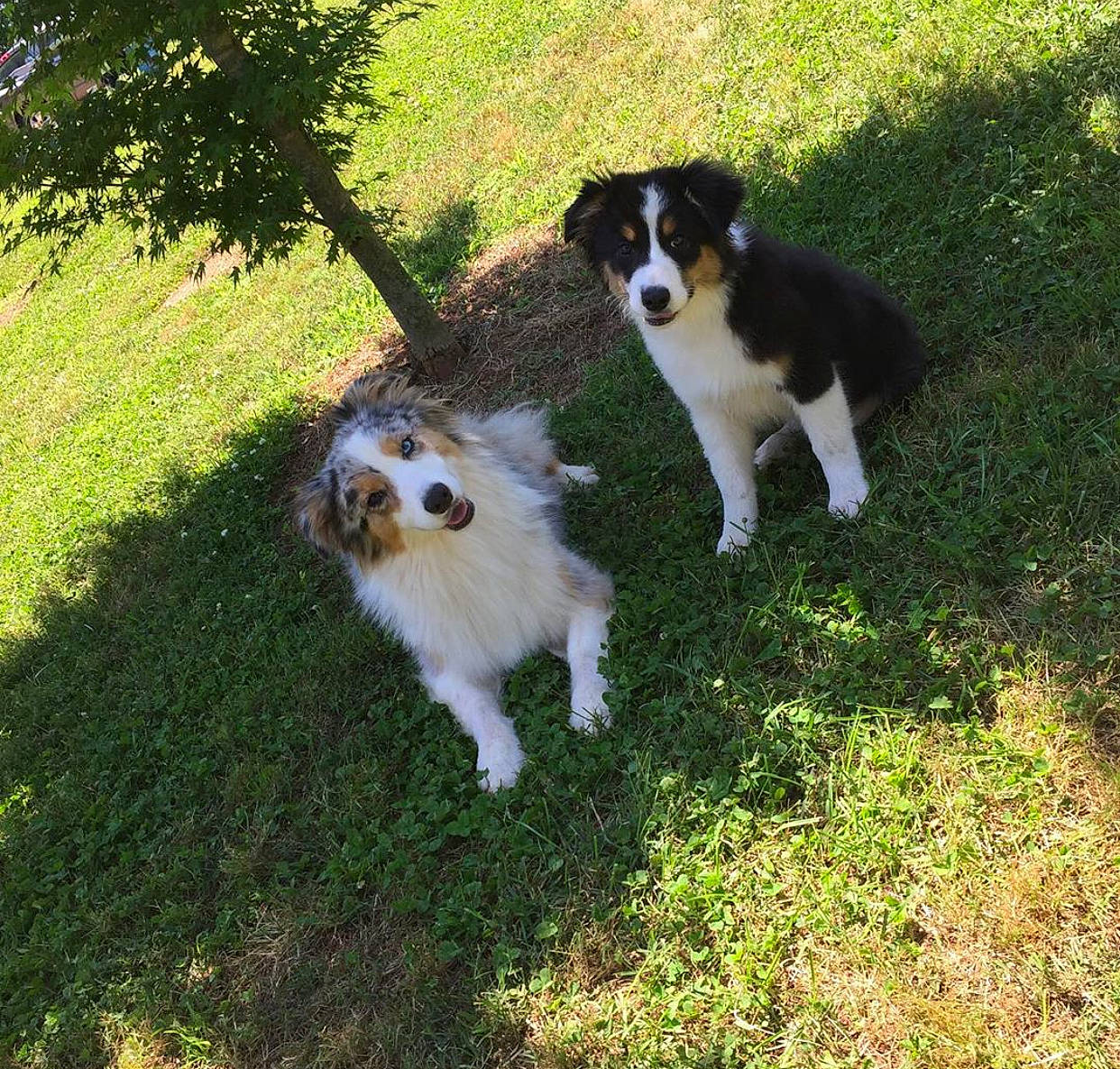 Mystery is registered to the contest to win money with this photo: australian_collie, australian_shepherd, border_collie, canidae, carnivore, companion_dog, dog, dog_breed, english_shepherd, grass, herding_dog, mammal, miniature_australian_shepherd, puppy, rare_breed_dog, shetland_sheepdog, sporting_group, vertebrate, welsh_sheepdog, working_dog