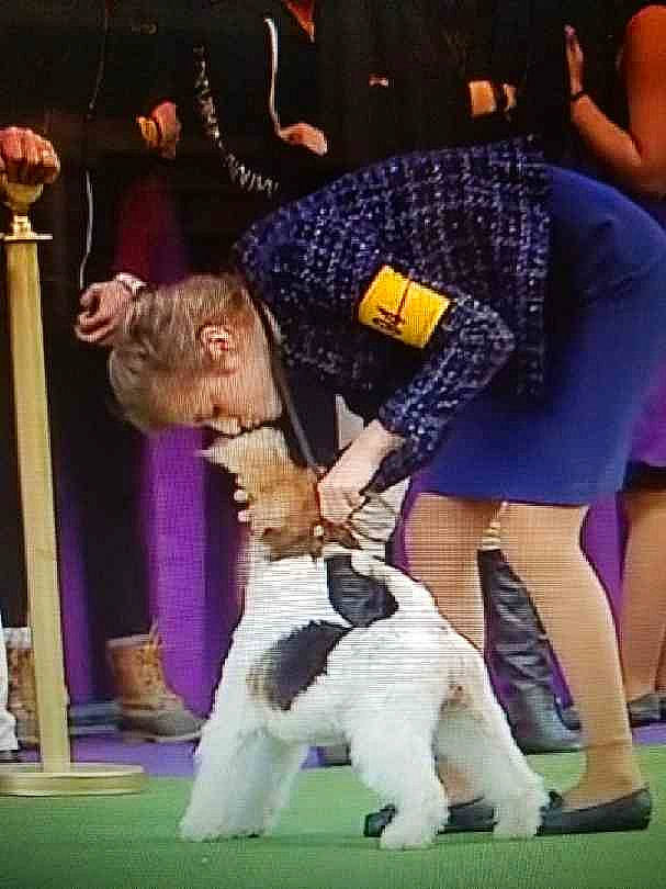 Simon joined the competition — help win amazing prizes! canidae, carnivore, companion_dog, conformation_show, dog, dog_breed, fox_terrier, junior_showmanship, non_sporting_group, poodle, puppy, sporting_group, terrier, wire_hair_fox_terrier