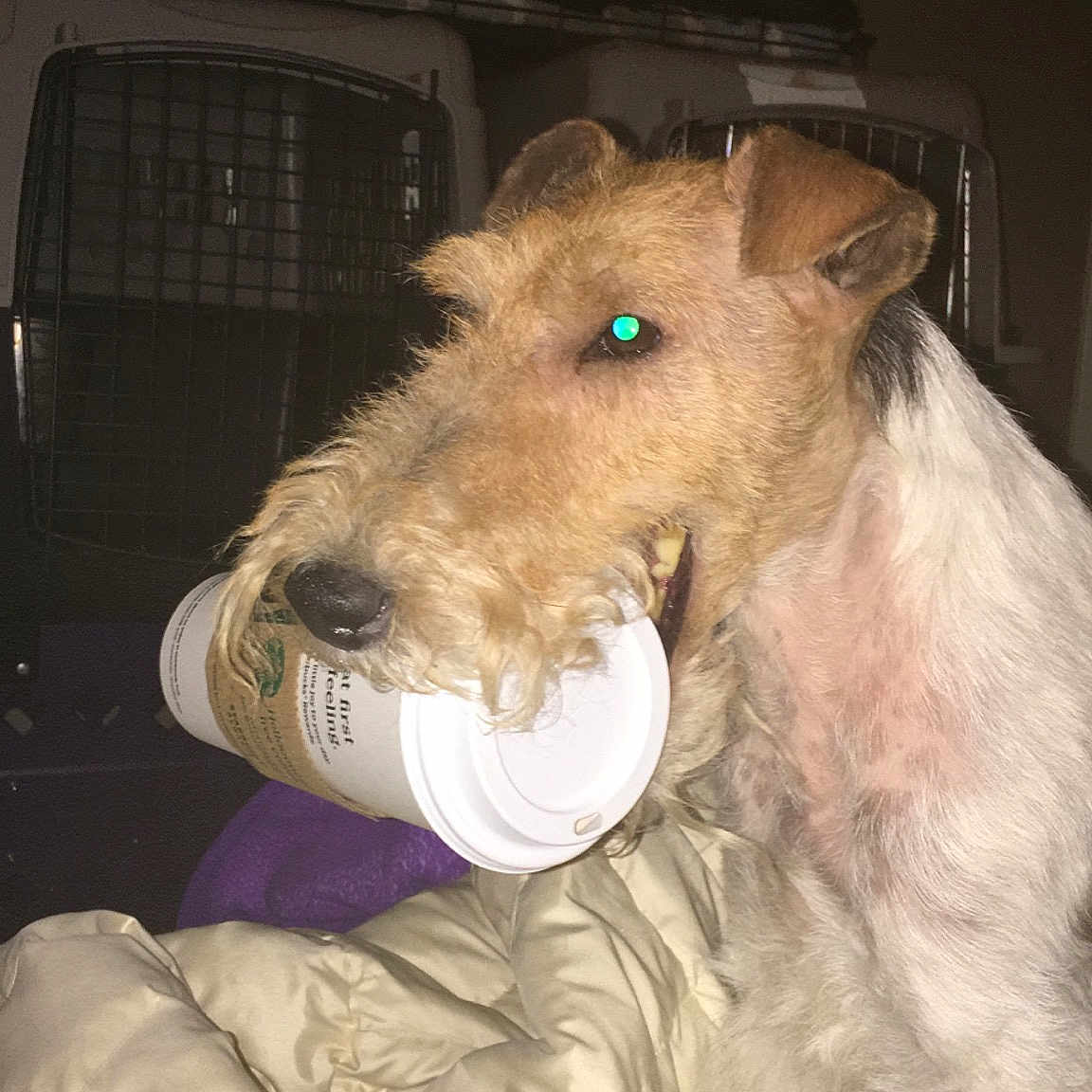 Simon joined the competition — help win amazing prizes! airedale_terrier, canidae, carnivore, dog, dog_breed, ear, fox_terrier, irish_terrier, lakeland_terrier, mammal, rare_breed_dog, snout, terrier, vertebrate, welsh_terrier, wire_hair_fox_terrier