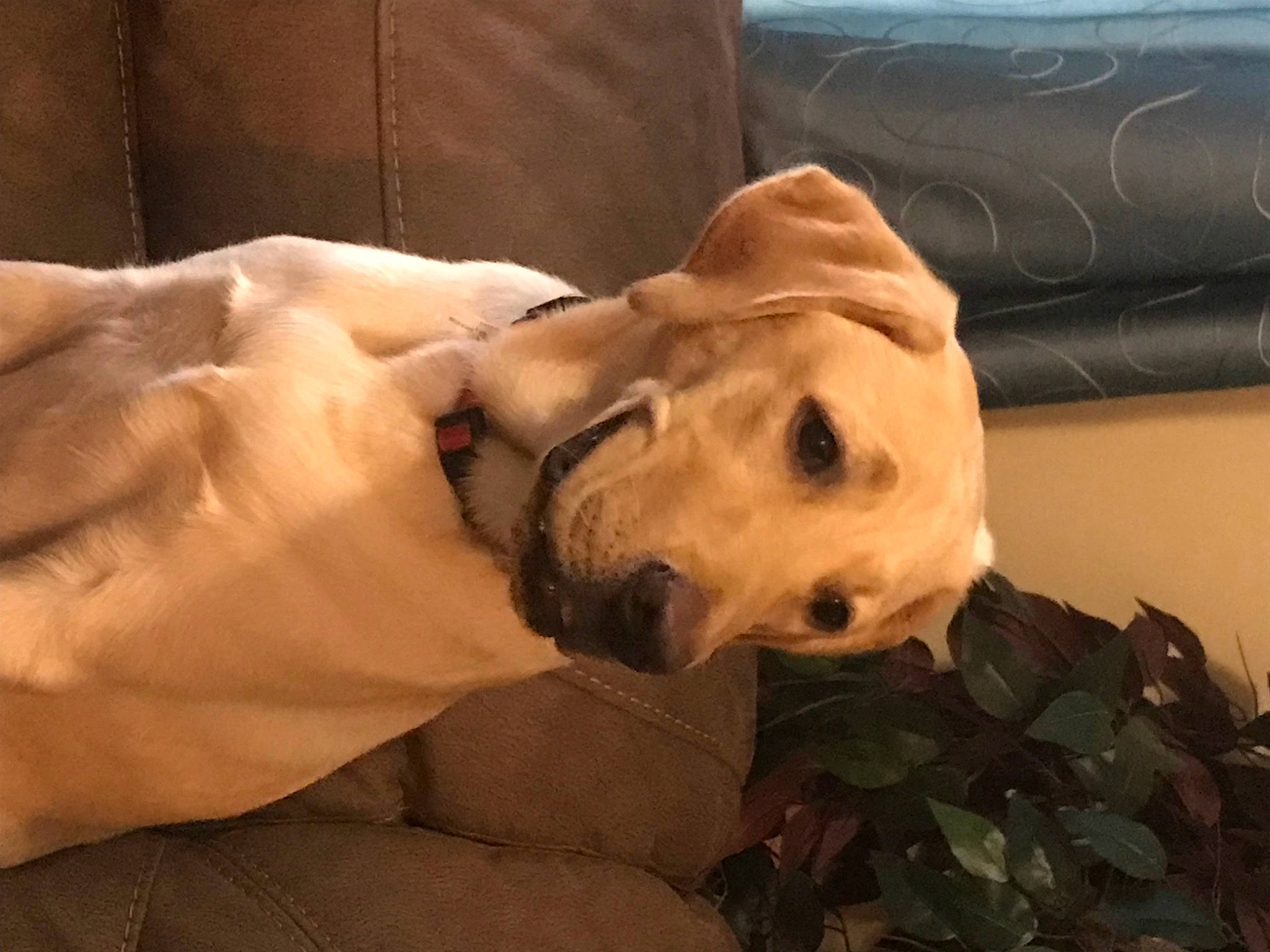 Kade is registered to the contest to win money with this photo: canidae, carnivore, comfort, companion_dog, couch, dog, dog_breed, dog_collar, dog_supply, fawn, fur, guard_dog, gun_dog, pet_supply, retriever, snout, sporting_group, terrestrial_animal, whiskers, working_animal