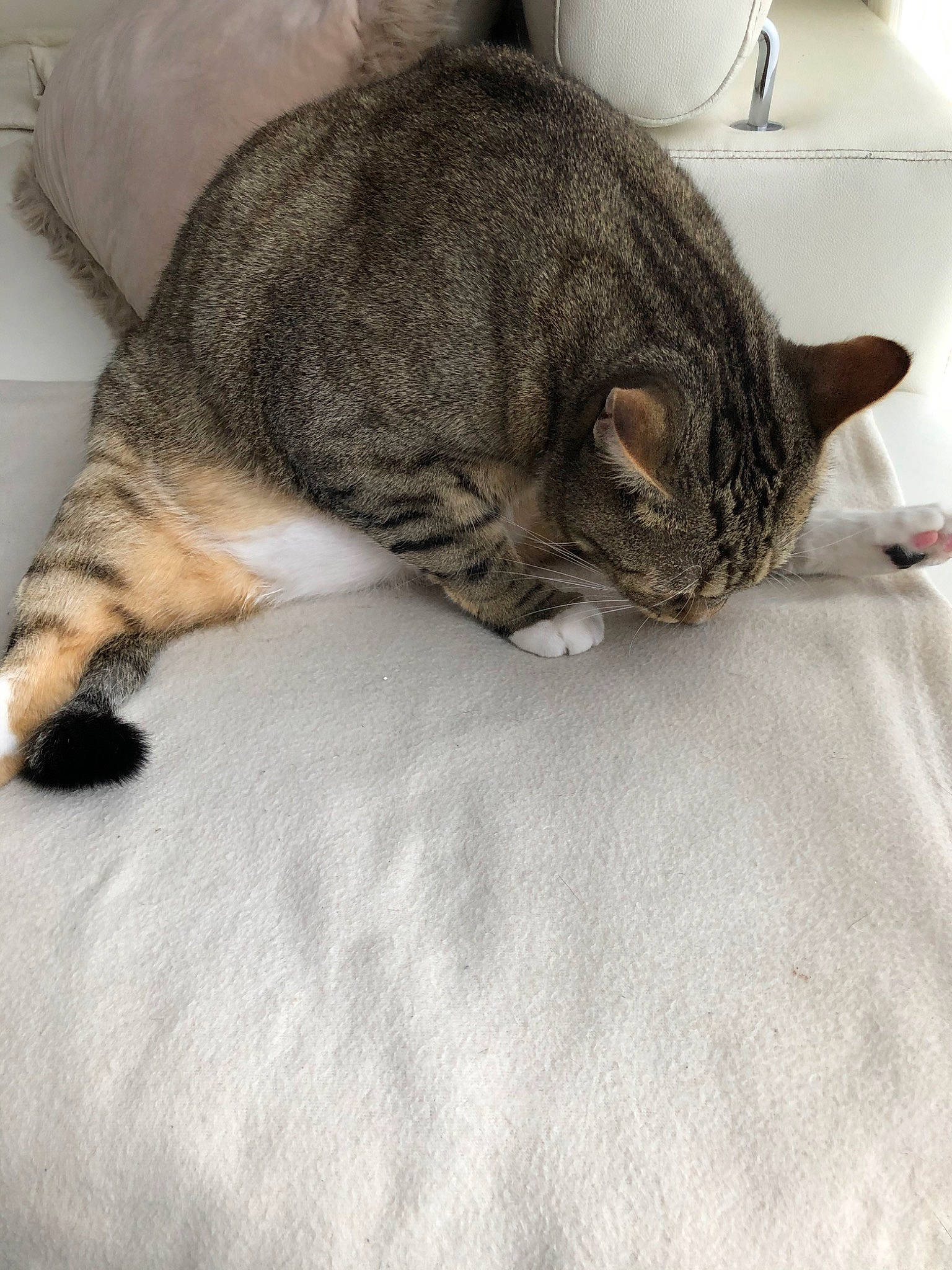 Bali participe au concours pour gagner de l'argent avec cette photo : carnivore, cat, claw, comfort, domestic_short_haired_cat, felidae, flooring, fur, grey, metal, nap, paw, sleep, small_to_medium_sized_cats, snout, tail, terrestrial_animal, whiskers