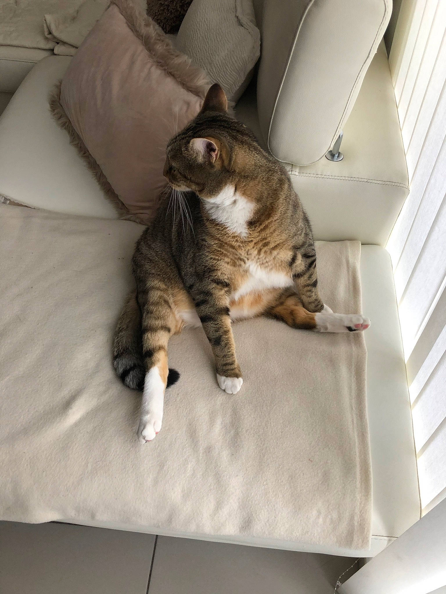 Bali a rejoint le concours — aidez-le/la à gagner de superbes lots ! bed, bedding, carnivore, cat, claw, comfort, domestic_short_haired_cat, felidae, fur, grey, linens, paw, room, small_to_medium_sized_cats, snout, tail, terrestrial_animal, textile, whiskers, wood