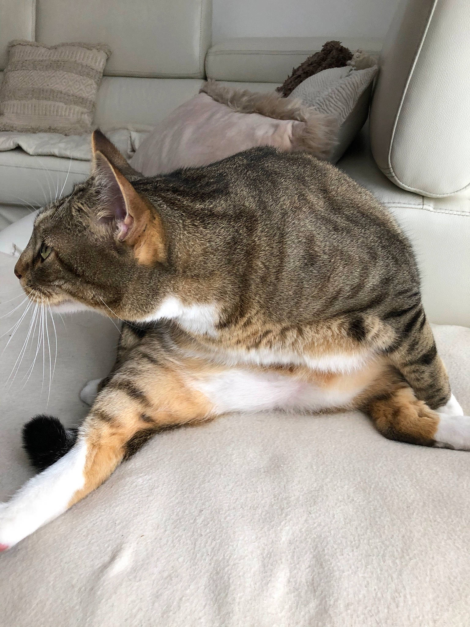 Bali a rejoint le concours — aidez-le/la à gagner de superbes lots ! carnivore, cat, claw, comfort, couch, domestic_short_haired_cat, felidae, flooring, fur, nap, paw, sleep, small_to_medium_sized_cats, snout, tail, terrestrial_animal, whiskers, window