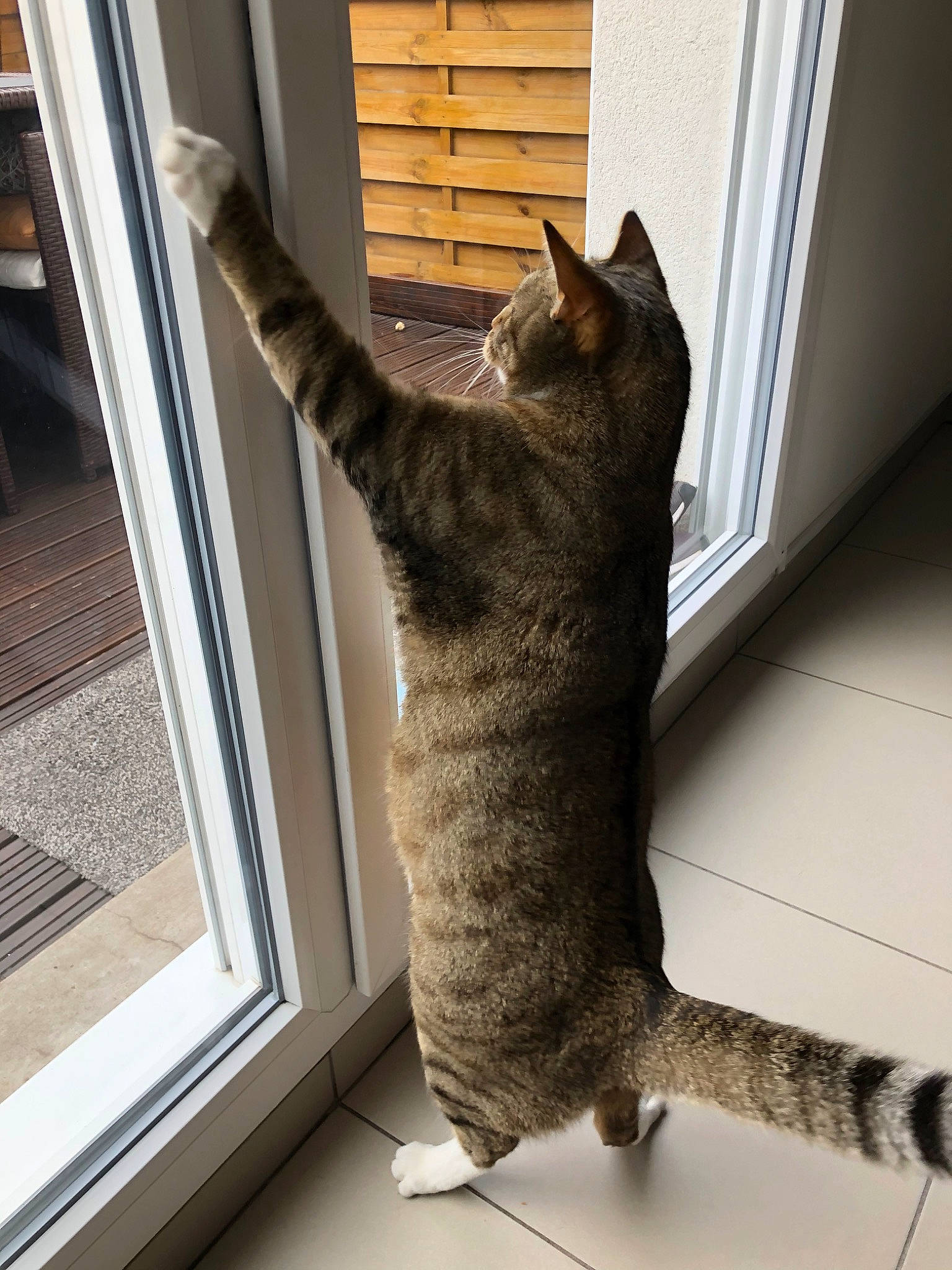 Bali a rejoint le concours — aidez-le/la à gagner de superbes lots ! carnivore, cat, claw, comfort, domestic_short_haired_cat, felidae, fixture, flooring, fur, grey, paw, room, small_to_medium_sized_cats, snout, tail, whiskers, window, wood