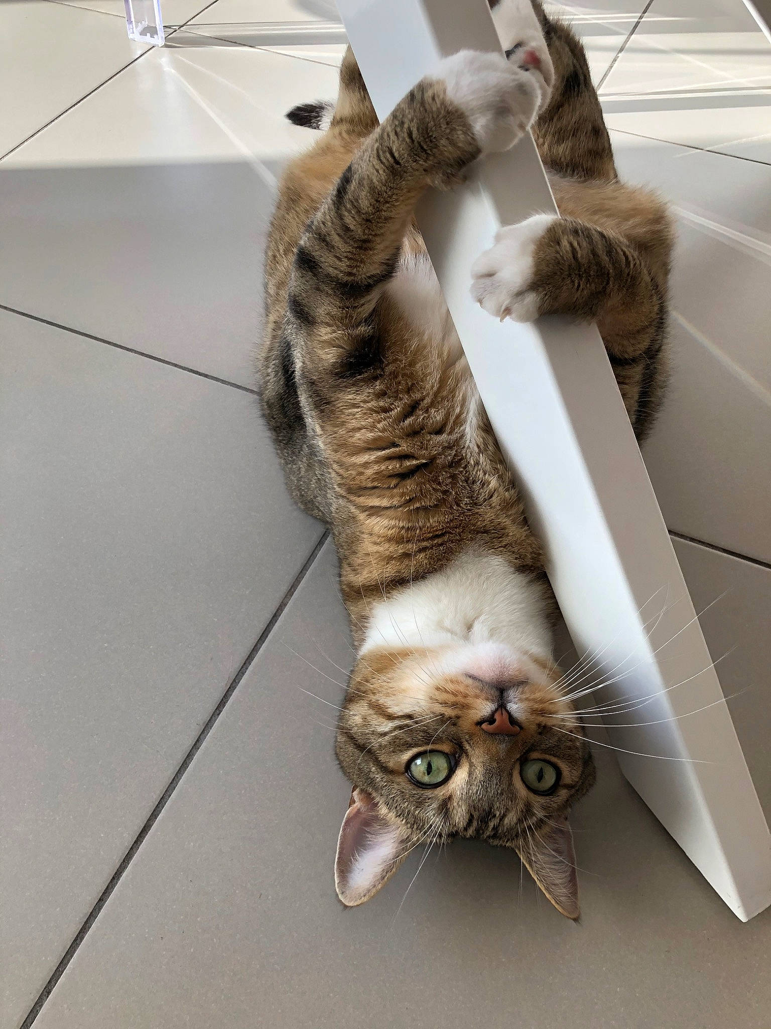 Bali a rejoint le concours — aidez-le/la à gagner de superbes lots ! carnivore, cat, claw, comfort, domestic_short_haired_cat, felidae, flooring, fur, hardwood, paw, room, small_to_medium_sized_cats, tail, tile_flooring, whiskers, wood