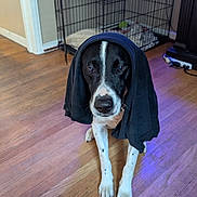 Thor is registered to the contest to win money with this photo: animal, basket, black_and_white, blanket, canine, clothing, crate, dog, ears, expression, face, floor, furniture, indoor, paws, pet, quiet, shirt, sitting, wooden_floor