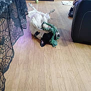 Thor joined the competition — help win amazing prizes! dog, upside_down, rope_toy, tennis_ball, hardwood_floor, living_room, fireplace, lace_tablecloth, recliner, shoe, collar, indoor, playful, black_and_white, pet, furniture, door, blanket, relaxed, chew_toy