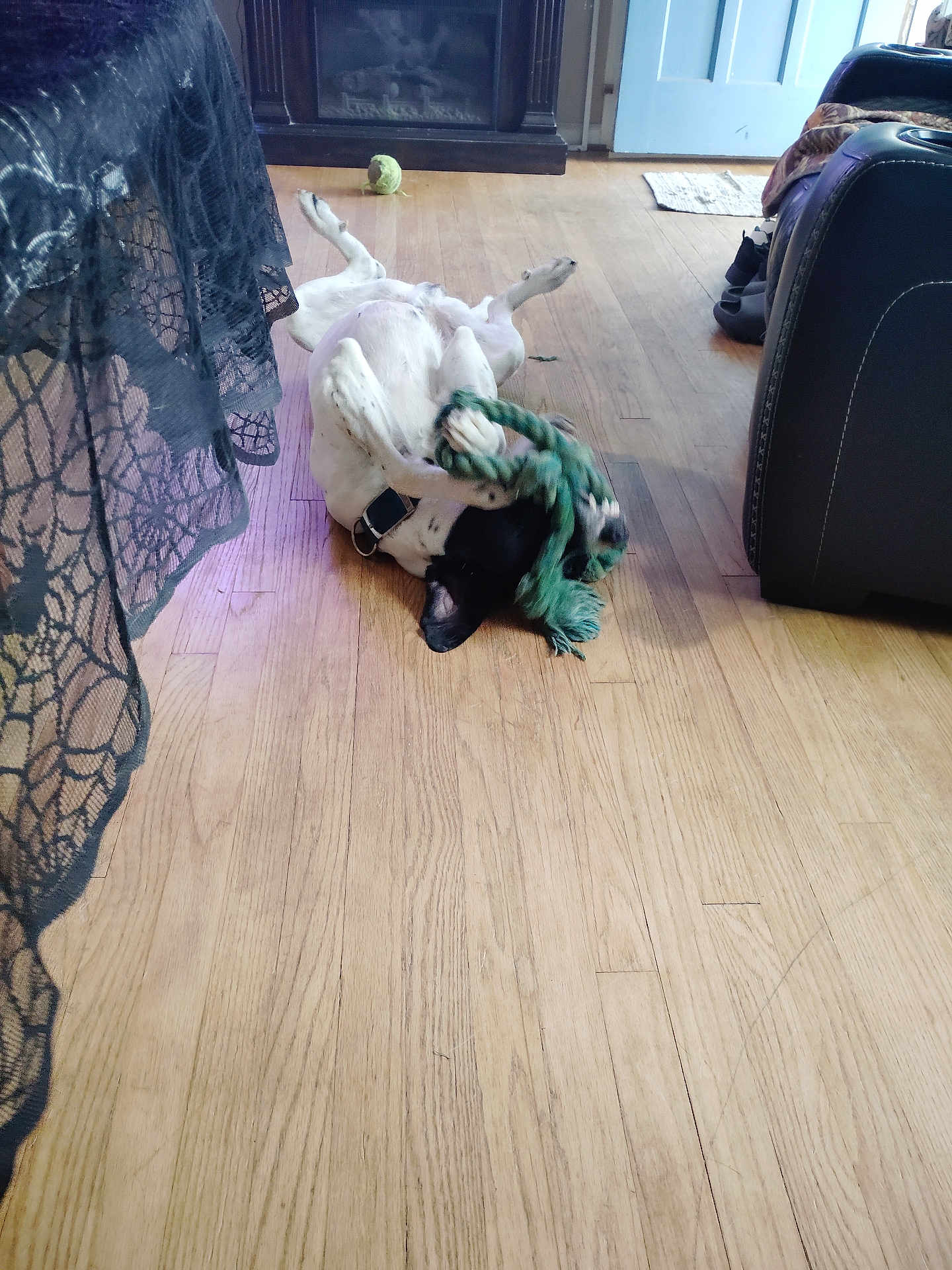 Thor joined the competition — help win amazing prizes! dog, upside_down, rope_toy, tennis_ball, hardwood_floor, living_room, fireplace, lace_tablecloth, recliner, shoe, collar, indoor, playful, black_and_white, pet, furniture, door, blanket, relaxed, chew_toy