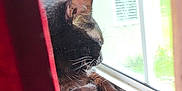 Charli is registered to the contest to win money with this photo: cat, black_cat, window, windowsill, curtain, red_curtain, wood, indoor, pet, animal, resting, looking_outside, daylight, home, feline, whiskers, ears, quiet, relaxation, cozy