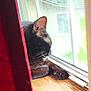 Charli is registered to the contest to win money with this photo: cat, black_cat, window, windowsill, curtain, red_curtain, wood, indoor, pet, animal, resting, looking_outside, daylight, home, feline, whiskers, ears, quiet, relaxation, cozy