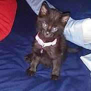 Charli joined the competition — help win amazing prizes! kitten, cat, black_cat, pet, collar, bell, bed, pillow, blue_bedspread, indoor, cute, small, animal, feline, fur, young, domestic, resting, looking_up, cozy