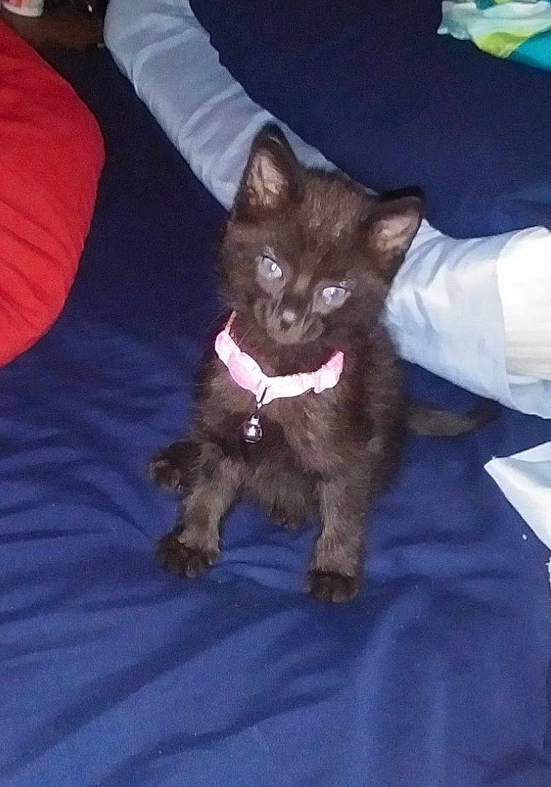 Charli joined the competition — help win amazing prizes! kitten, cat, black_cat, pet, collar, bell, bed, pillow, blue_bedspread, indoor, cute, small, animal, feline, fur, young, domestic, resting, looking_up, cozy