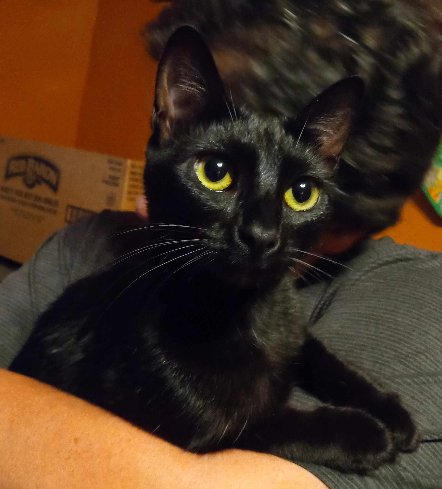 Charli is registered to the contest to win money with this photo: black_cat, cat, pet, yellow_eyes, animal, indoor, person_holding, gray_shirt, close_up, whiskers, feline, portrait, domestic_cat, fur, face, ears, paws, box, background, blurred