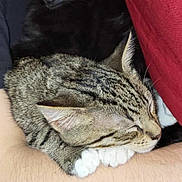 Boots joined the competition — help win amazing prizes! cat, tabby, sleeping, paws, fur, whiskers, ears, human_arm, closeup, resting, cozy, indoor, pet, animal, nap, comfort, feline, soft, relaxed, cute