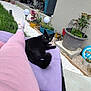 Jedi participe au concours pour gagner de l'argent avec cette photo : black_cat, cat, purple_cushion, pink_pants, socks, outdoor, garden, plants, flower_pots, grass, patio, table, chair, refrigerator, backyard, relaxing, daylight, home, pet, animal