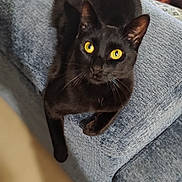 Jedi participe au concours pour gagner de l'argent avec cette photo : cat, black_cat, yellow_eyes, couch, blue_couch, armrest, indoor, person, plaid_pants, smartphone, relaxing, furniture, pet, animal, curious, lying_down, home, cozy, texture, casual