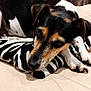 animal, black_and_tan, close_up, companion, couch, cute, dog, domestic_animal, ears, fur, indoor, leather_couch, nail, paw, pet, relaxed, resting, sleepy, snout, zebra_striped_pillow