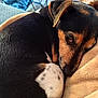 Panisse participe au concours pour gagner de l'argent avec cette photo : dog, pet, animal, curled_up, sleepy, blanket, brown, black, white_spots, close_up, cozy, fur, resting, cute, indoors, comfort, relaxation, snuggling, small_dog, companion