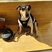 Panisse a rejoint le concours — aidez-le/la à gagner de superbes lots ! dog, bench, leash, harness, wooden_bench, sunlight, indoor, window, car, plant, floor_tiles, brown_bag, pet, animal, sitting, curious, daylight, shadow, reflection, resting