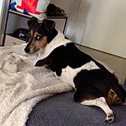 Panisse participe au concours pour gagner de l'argent avec cette photo : animal, bag, black_and_white, blanket, clothing, couch, cozy, dog, floor, furniture, home, indoor, looking_back, pet, relaxed, room, shelf, side_eye, sitting, tile