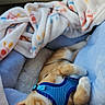 Felix is registered to the contest to win money with this photo: animal, blanket, car_seat, cat, comfort, cozy, cute, domestic_cat, feline, fur, harness, indoor, kitten, nap, orange_tabby, pet, relaxed, resting, sleeping, soft